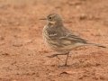 American Pipit - Frogue Pond (restricted access; roadside viewing), Todd County, Kentucky, November 29, 2020