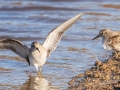 Least Sandpiper - 4710–5432 Guthrie Rd, Guthrie, Todd County, Kentucky, November 29, 2020