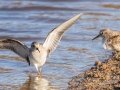 Least Sandpiper - 4710–5432 Guthrie Rd, Guthrie, Todd County, Kentucky, November 29, 2020