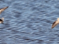 Least Sandpipers - 4710–5432 Guthrie Rd, Guthrie, Todd County, Kentucky, December 1, 2020