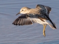 Least Sandpiper - 4710–5432 Guthrie Rd, Guthrie, Todd County, Kentucky, November 29, 2020