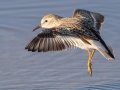 Least Sandpiper - 4710–5432 Guthrie Rd, Guthrie, Todd County, Kentucky, November 29, 2020