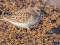 Least Sandpiper - 4710–5432 Guthrie Rd, Guthrie, Todd County, Kentucky, November 29, 2020