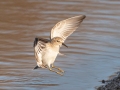 Least Sandpiper - 4710–5432 Guthrie Rd, Guthrie, Todd County, Kentucky, November 29, 2020