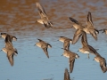 Least Sandpipers - 4710–5432 Guthrie Rd, Guthrie, Todd County, Kentucky, December 1, 2020