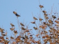 European Starlings - 4710–5432 Guthrie Rd, Guthrie, Todd County, Kentucky, December 1, 2020