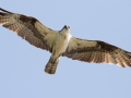 Osprey - Barkley Bridge - Land Between the Lakes, Cadiz, Trigg County, Kentucky, September 7, 2020