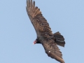 Turkey Vulture - Barkley Bridge - Land Between the Lakes, Cadiz, Trigg County, Kentucky, September 7, 2020