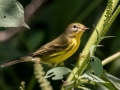 Prairie Warbler -  Gun Range Rd, Golden Pond Target Range, Land Between the Lakes,  Cadiz, Trigg County, Kentucky, September 7, 2020