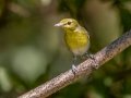 Yellow-throated Vireo - Gun Range Rd, Golden Pond Target Range, Land Between the Lakes,  Cadiz, Trigg County, Kentucky, September 7, 2020