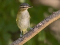 Red-eyed Vireo -  Gun Range Rd, Golden Pond Target Range, Land Between the Lakes,  Cadiz, Trigg County, Kentucky, September 7, 2020