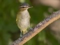 Red-eyed Vireo -  Gun Range Rd, Golden Pond Target Range, Land Between the Lakes,  Cadiz, Trigg County, Kentucky, September 7, 2020