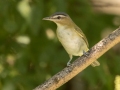 Red-eyed Vireo Gun Range Rd, Golden Pond Target Range, Land Between the Lakes,  Cadiz, Trigg County, Kentucky, September 7, 2020