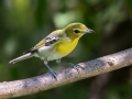 Yellow-throated Vireo - Gun Range Rd, Golden Pond Target Range, Land Between the Lakes,  Cadiz, Trigg County, Kentucky, September 7, 2020