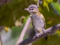 Red-eyed Vireo (juvenile) - Gun Range Rd, Golden Pond Target Range, Land Between the Lakes,  Cadiz, Trigg County, Kentucky September 7, 2020