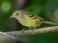 White-eyed Vireo - Gun Range Rd, Golden Pond Target Range, Land Between the Lakes,  Cadiz, Trigg County, Kentucky, September 7, 2020