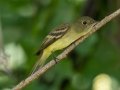 Acadian Flycatcher - Gun Range Rd, Golden Pond Target Range, Land Between the Lakes,  Cadiz, Trigg County, Kentucky, September 7, 2020