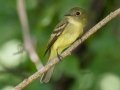 Acadian Flycatcher - Gun Range Rd, Golden Pond Target Range, Land Between the Lakes,  Cadiz, Trigg County, Kentucky, September 7, 2020