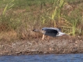 Pink-footed Goose - Shelbyville Country Club, Shelbyville, Shelby County, Kentucky, November 20, 2022