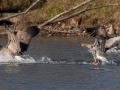 Pink-footed Goose showing pink legs and feet - Shelbyville Country Club, Shelbyville, Shelby County, Kentucky, November 20, 2022