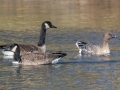 Pink-footed Goose with two Canada Geese - Shelbyville Country Club, Shelbyville, Shelby County, Kentucky, November 20, 2022