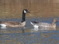 Pink-footed Goose (right) with a Canada Goose - Shelbyville Country Club, Shelbyville, Shelby County, Kentucky, November 20, 2022