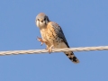 American Kestrel (male) - Shelbyville Country Club, Shelbyville, Shelby County, Kentucky, November 20, 2022