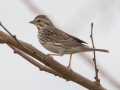 Savannah Sparrow - Hopkins County, March 11, 2021