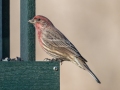 House Finch (male) , Waterfowl Way, Cadiz, Trigg County, Kentucky, January 5, 2021