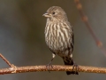 House Finch (female) , Waterfowl Way, Cadiz, Trigg County, Kentucky, January 5, 2021