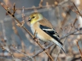 American Goldfinch, Waterfowl Way, Cadiz, Trigg County, Kentucky, January 5, 2021