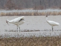 Whooping Cranes - Hopkins County, March 11, 2021