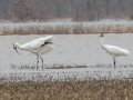Whooping Cranes - Hopkins County, March 11, 2021