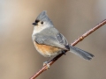 Tufted Titmouse , Waterfowl Way, Cadiz, Trigg County, Kentucky, January 5, 2021