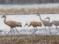 Sandhill Cranes - Hopkins County, March 11, 2021