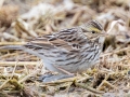 Savannah Sparrow - Merrill Lane, Hopkins County, Kentucky, February 4, 2021