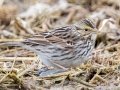 Savannah Sparrow - Merrill Lane, Hopkins County, Kentucky, February 4, 2021