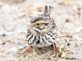 Savannah Sparrow - Merrill Lane, Hopkins County, Kentucky, February 4, 2021