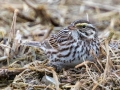 Savannah Sparrow - Merrill Lane, Hopkins County, Kentucky, February 4, 2021