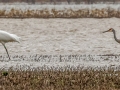 Whooping Cranes with smaller Sandhill Crane - Hopkins County, March 11, 2021