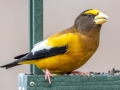 Evening Grosbeak (male) , Waterfowl Way, Cadiz, Trigg County, Kentucky, January 6, 2021