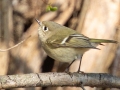 Ruby-crowned Kinglet (male) - 4710–5432 Guthrie Rd, Guthrie, Todd County, Kentucky, December 1, 2020