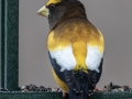 Evening Grosbeak (male) , Waterfowl Way, Cadiz, Trigg County, Kentucky, January 6, 2021