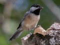 Carolina Chickadee - Land Between the Lakes - Gun Range Rd (Golden Pond Target Range), Cadiz, Trigg County, Kentucky,  September 9, 2020