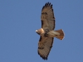 Red-tailed Hawk (abieticola) , 367–399 E Lester Chapel Rd, Trenton, Todd County, Kentucky, December 1, 2020