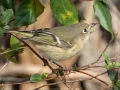 Ruby-crowned Kinglet (male) - 367–399 E Lester Chapel Rd, Trenton, Todd County, Kentucky, December 1, 2020