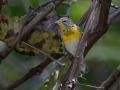 Northern Parula - Land Between the Lakes - Gun Range Rd (Golden Pond Target Range), Cadiz, Trigg County, Kentucky,  September 9, 2020