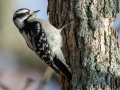 Downy Woodpecker (female) - R 367–399 E Lester Chapel Rd, Trenton, Todd County, Kentucky, December 1, 2020