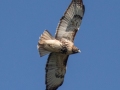 Red-tailed Hawk (abieticola) , 367–399 E Lester Chapel Rd, Trenton, Todd County, Kentucky, December 1, 2020