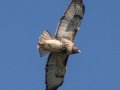 Red-tailed Hawk (abieticola) , 367–399 E Lester Chapel Rd, Trenton, Todd County, Kentucky, December 1, 2020